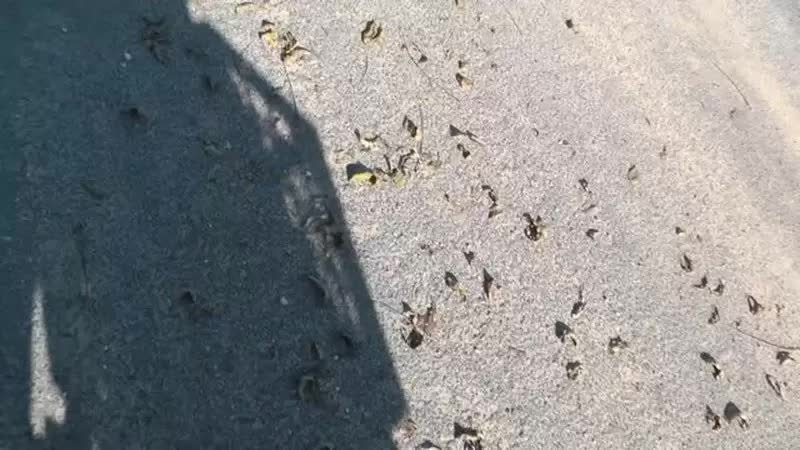 Manyvids Extreme Risky Public Roadside Facial Manyvids Porn Video